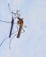 Zika, Ippolito: i viaggiatori adottino la profilassi antimalarica
